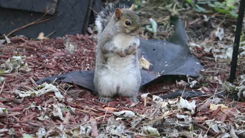 Cute squirrel in the forest