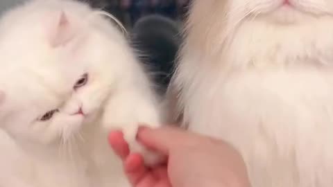 Cats cute video