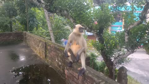 Monkeys Activities