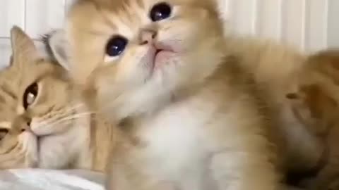 Cute kitten