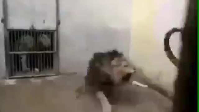 Lion vs tiger