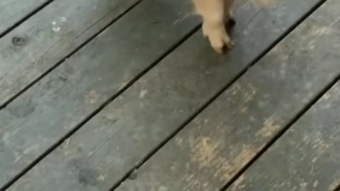 Cute and funny animal videos 😂🥰