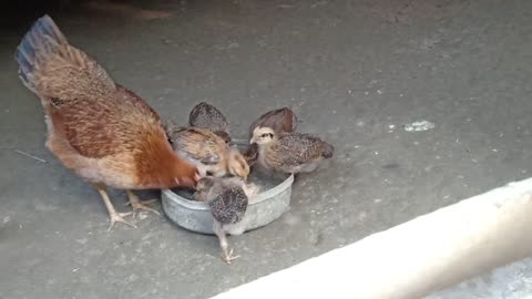 Chicken's baby's (Hen)
