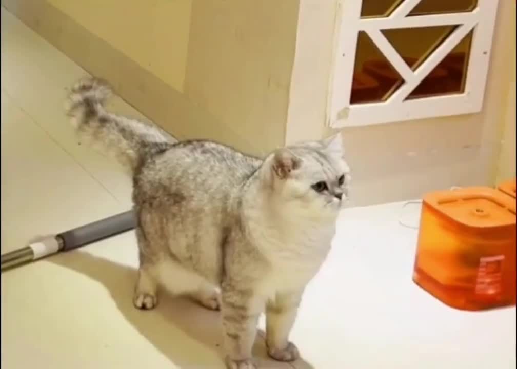 funny cat
