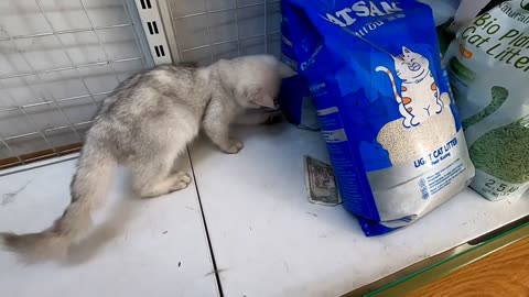 cat is playing and fun