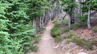 Oregon - Mount Hood - Final Forest Approach Before Reaching Elk Cove Area