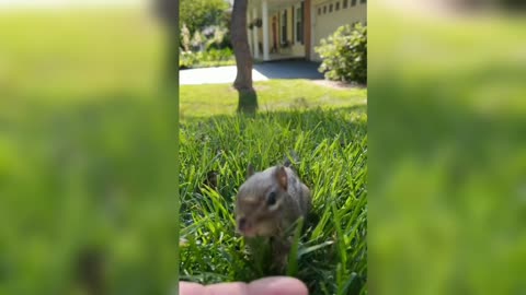 chipmunks 🐿