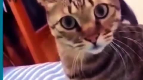 Funny video cat and dog