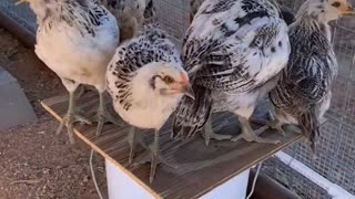 Chicks on a bucket