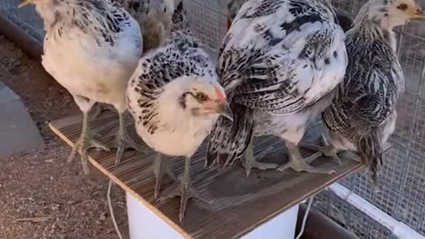 Chicks on a bucket