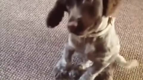 Animals SOO Cute! Cute adorable baby animals Videos Compilation cute moment of the animals