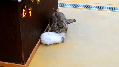 In Kobe Animal Kingdom, bunny pals