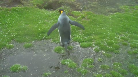 Penguin Dilemma