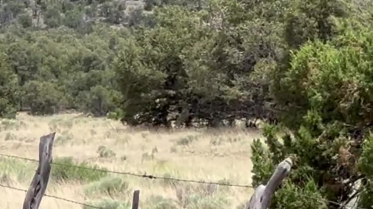 Whoever made this fence needs a raise! #wildlife