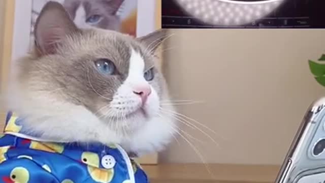 Little cat watching online videos