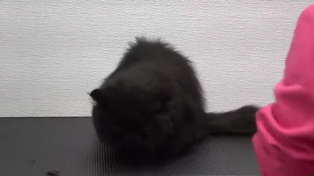 I put this crazy cat in the RAGE CAGE