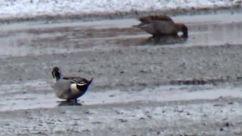 Northern Pintails
