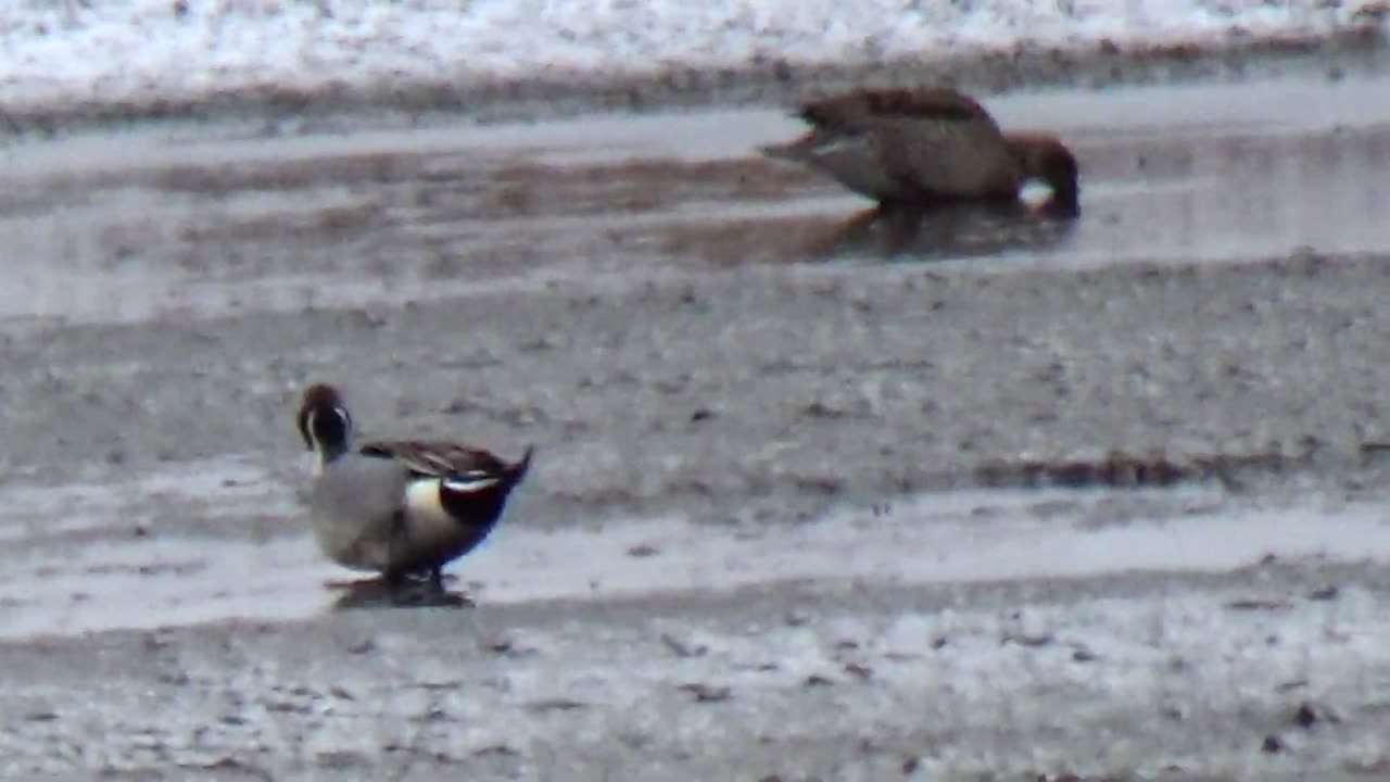 Northern Pintails