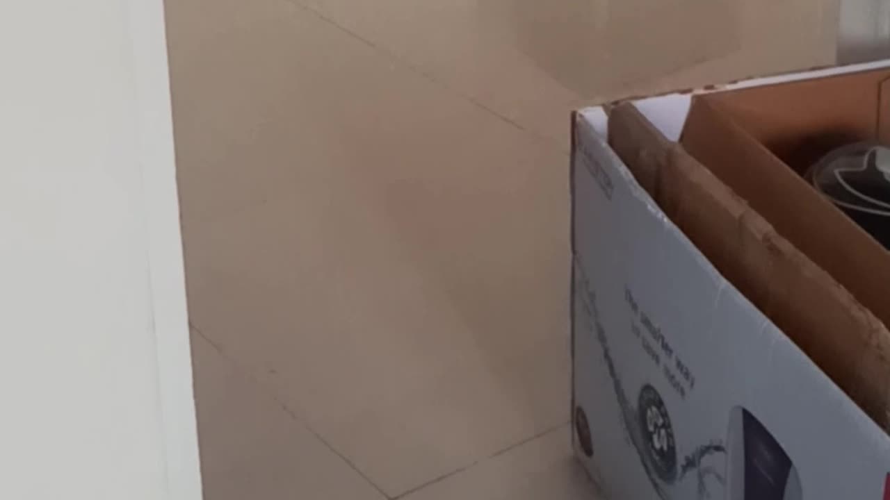 Cute Dog Getting His Toy Back