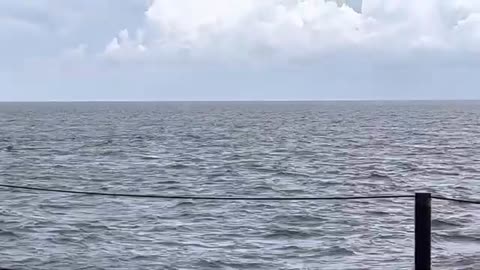 30 Seconds Wild Dolphins