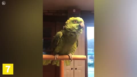 Super Funny parrots compilation #8