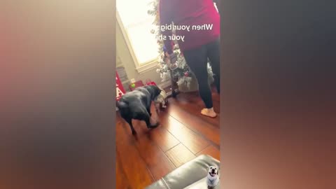 Funny animals videos __Best dogs and cats moments 😺😸😄😄🤣