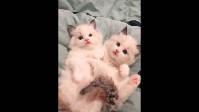 OMG So Cute Cats ♥ Supper Cute Kittens In The World 💗 Lucky Pets