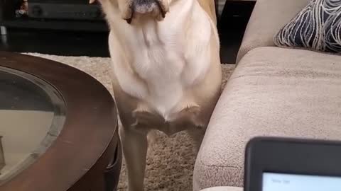 funny video dog