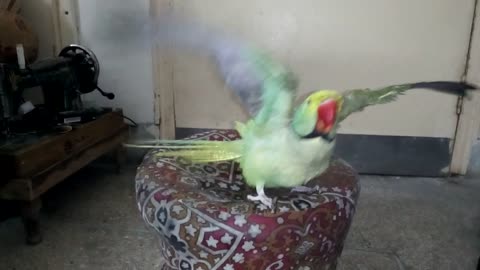 My pet enjoys taking a shower