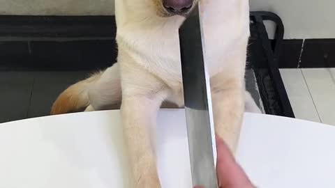 Intelligent Dog
