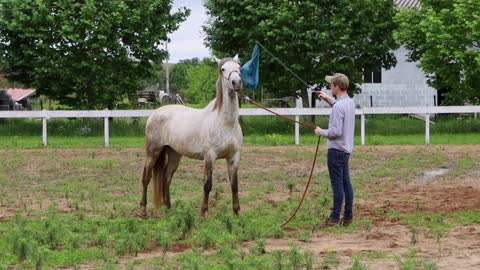 Please Do This With Your Horses! How I Desensitize A Horse To A Plastic Bag (3 Steps)
