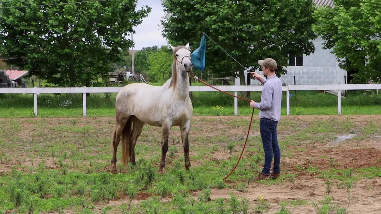 Please Do This With Your Horses! How I Desensitize A Horse To A Plastic Bag (3 Steps)