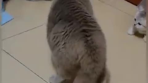 Funny cats
