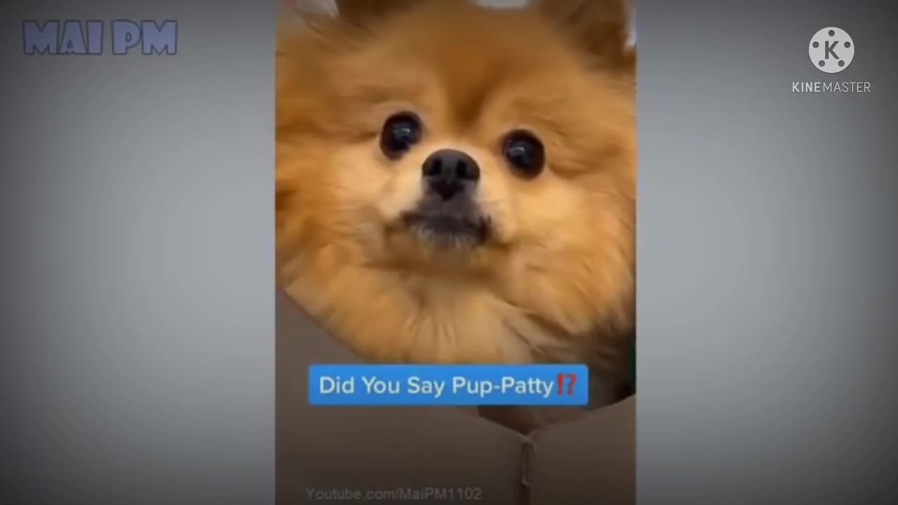 DOG SLEEPING IN HAND | DOG FUNNY COMPILATION #1