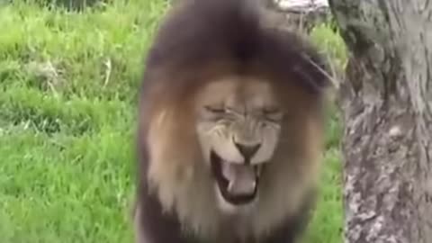 Funny animal prank