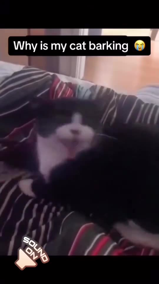 "Feline Linguistics: Demystifying the Curious Case of Cat Barking"