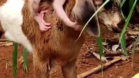 Baby monkey thinks the goat is her dad