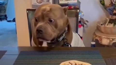 A Pawsome Celebration: Happy Birthday, Furry Friend!"