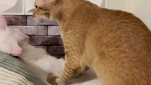 A Group of Cats Give Each Other Massages