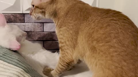 A Group of Cats Give Each Other Massages