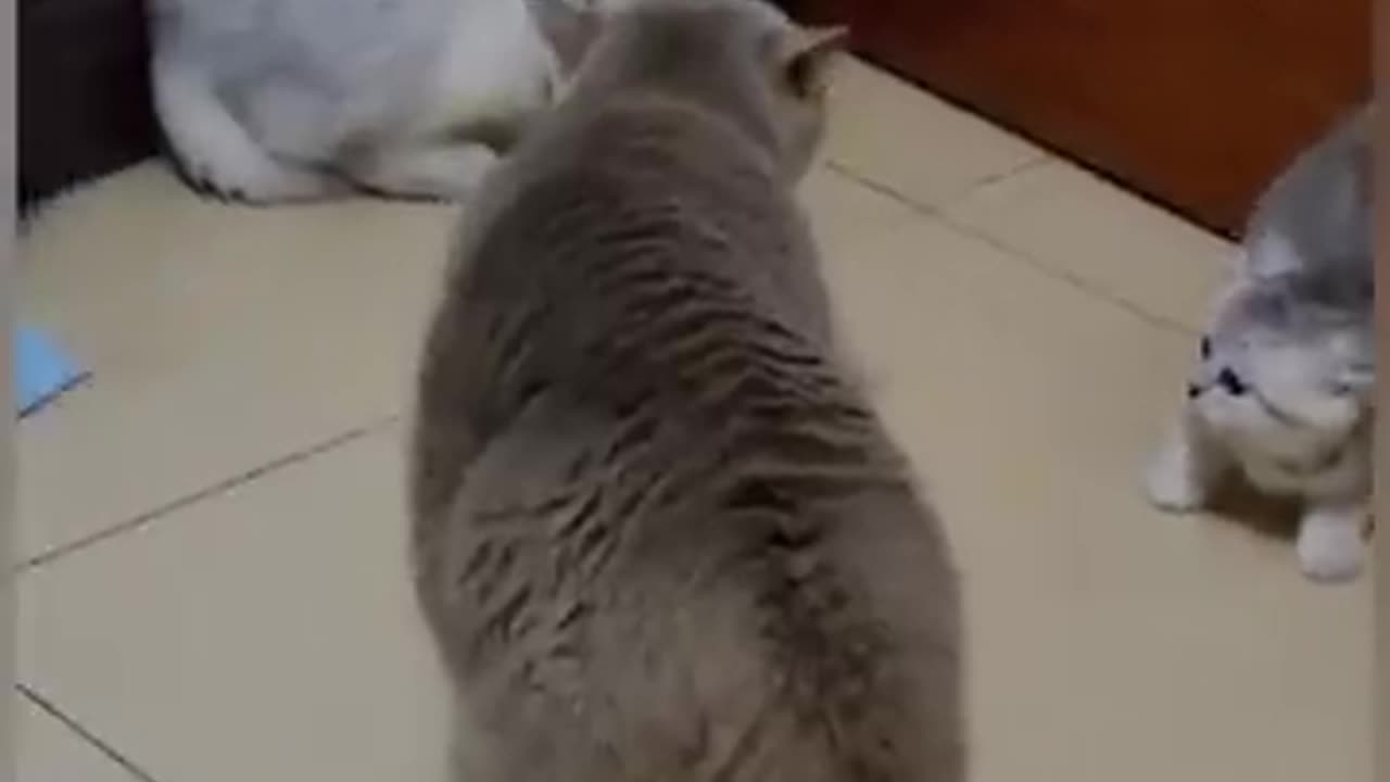 Cat Funny Video #funnyvideo #2023