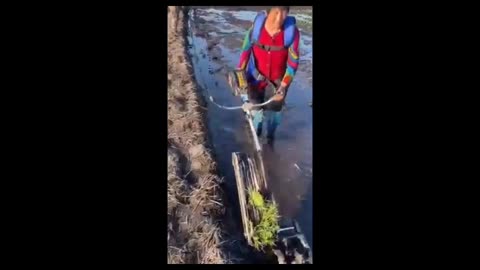 Simple and Great rice planting Technology #