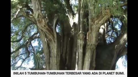 The Astonishing Journey of the World's Oldest Plant: A 2300-Year-Old Giant