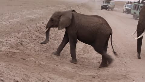 Heavily Pregnant Elephant Matriarch