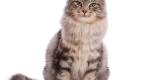 Cats130920