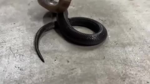 Baby cobra tries holding up!#shorts #wilflife #reptiles #short #cobra #animal #snake #viral #nature