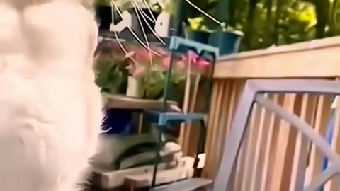 The Fun! Funniest Animals Compilation with New Funny Cats 😄 #catfunny #dog #animals