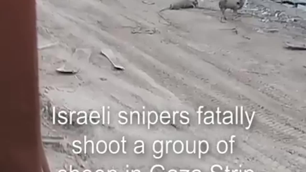 Israeli snipers shooting a group of sheep
