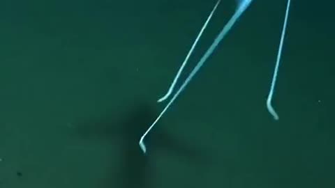 HAVE YOU EVER SEEN THIS DEEP SEA FISH IT’S CALLED A TRIPOD FISH