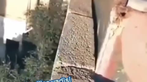 Cat pro